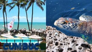 Tartarugas de espécie em extinção nascem na Praia do Cumbuco, em Fortaleza