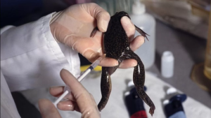 Veja como o sapo era o melhor teste de gravidez nos anos 70