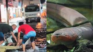 Jovem leva choque de peixe-elétrico e fica paralisado no Amapá