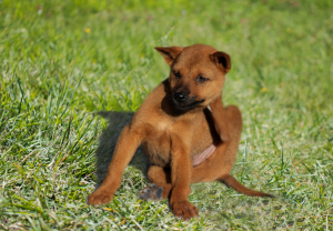 Receita para eliminar pulgas dos pets com quatro ingredientes